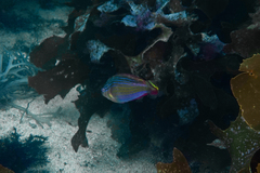 Suezichthys arquatus