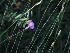 Dianthus longicaulis