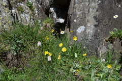 Papaver croceum
