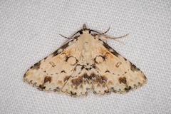 Sandava scitisignata