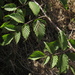 Rubus pinnatus - Photo (c) Jeremy Gilmore, algunos derechos reservados (CC BY), subido por Jeremy Gilmore
