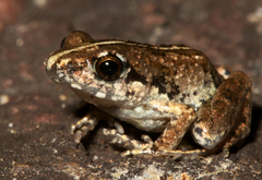 Phrynobatrachus natalensis