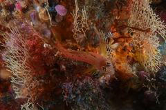 Notoclinops yaldwyni