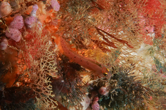 Notoclinops yaldwyni