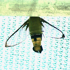 Cephonodes australis