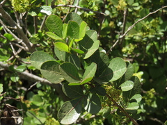 Searsia laevigata laevigata