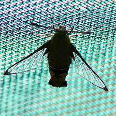 Cephonodes australis