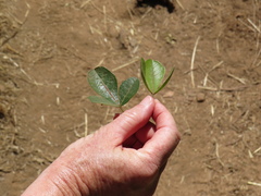 Searsia laevigata laevigata