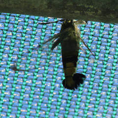 Cephonodes australis