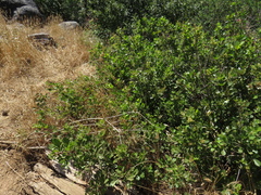 Searsia laevigata laevigata