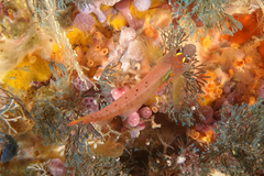 Notoclinops yaldwyni