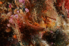 Notoclinops yaldwyni