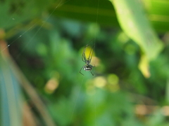 Leucauge argentina
