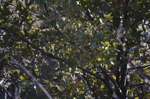 Peninsular Oak