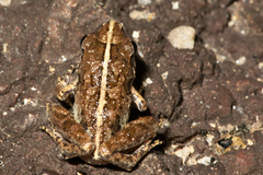Phrynobatrachus natalensis