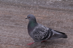 Columba livia domestica