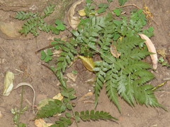 Polystichum pungens