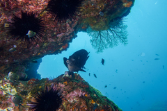 Parma alboscapularis