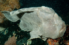 Abantennarius nummifer