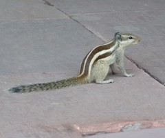 Funambulus pennantii