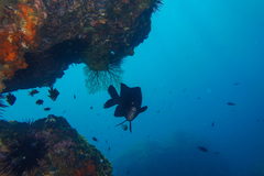 Parma alboscapularis