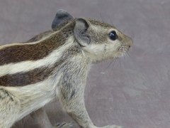 Funambulus pennantii