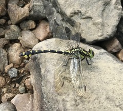 Shaogomphus schmidti