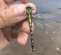 Shaogomphus schmidti