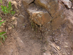 Wahlenbergia cernua