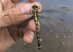 Shaogomphus schmidti