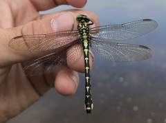 Shaogomphus schmidti