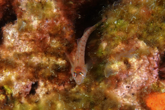 Notoclinops yaldwyni