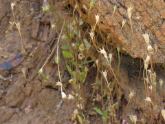 Wahlenbergia cernua