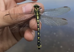 Shaogomphus schmidti