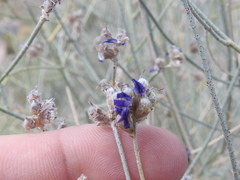 Psorothamnus scoparius
