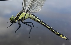 Shaogomphus schmidti