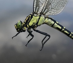 Shaogomphus schmidti