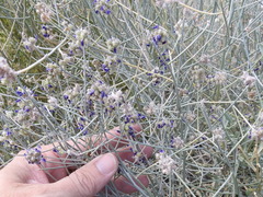 Psorothamnus scoparius