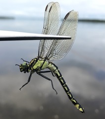 Shaogomphus schmidti