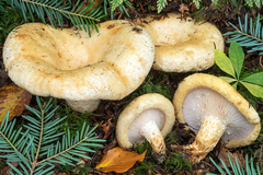 Lactarius intermedius