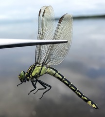 Shaogomphus schmidti