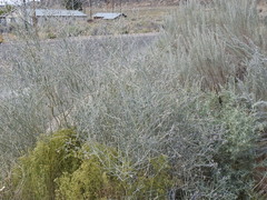 Psorothamnus scoparius