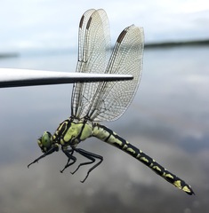 Shaogomphus schmidti