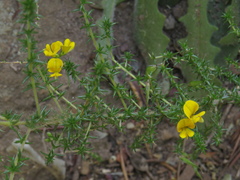 Aspalathus divaricata