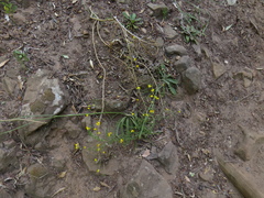 Aspalathus divaricata