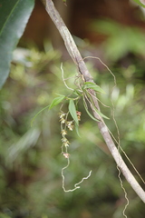 Plectorrhiza tridentata