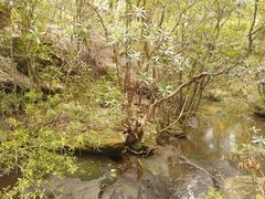 Plectorrhiza tridentata