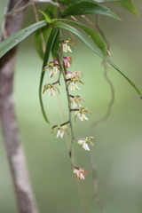 Plectorrhiza tridentata