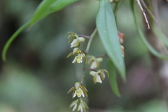Plectorrhiza tridentata