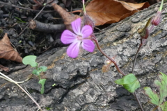 Geranium robertianum